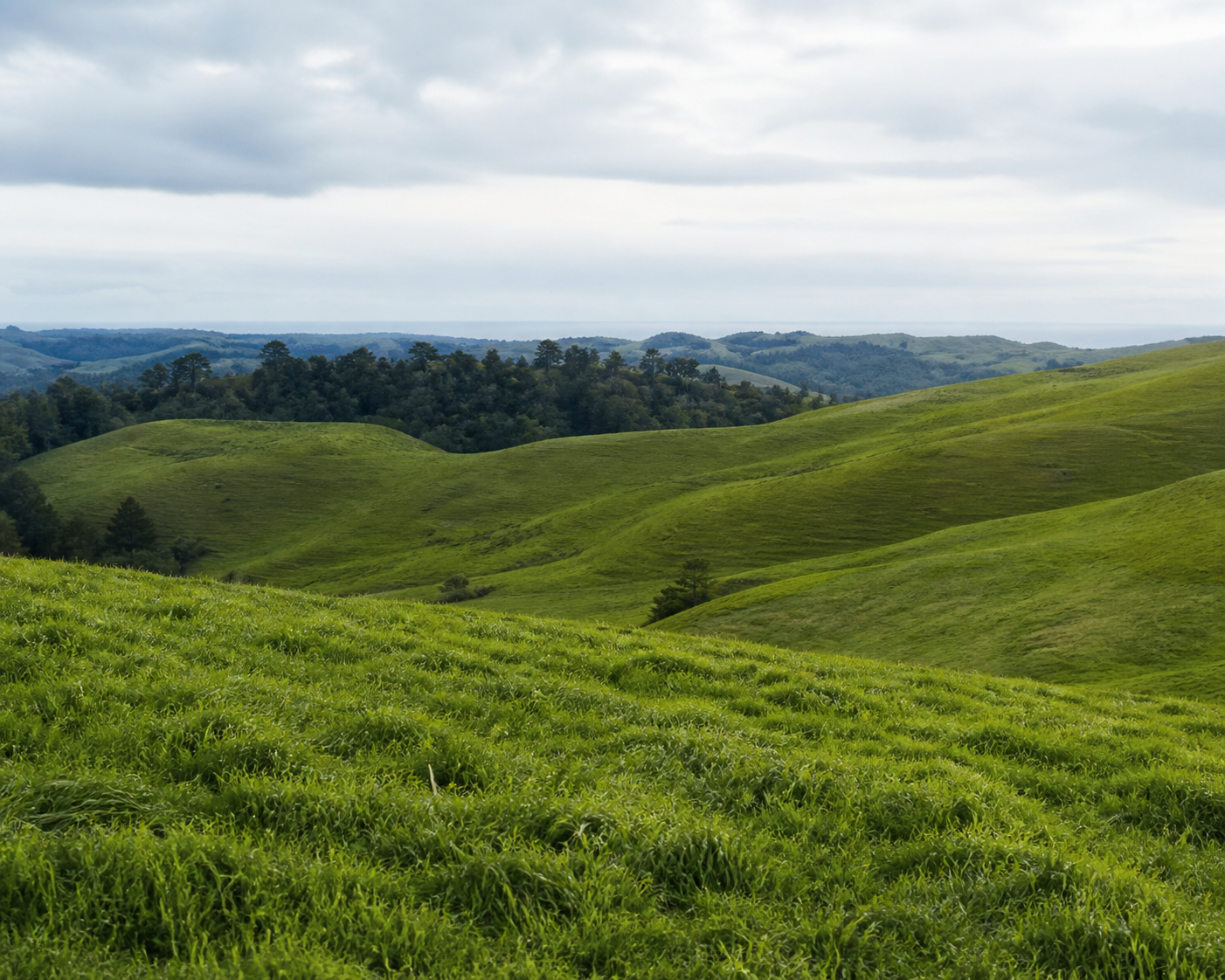 Rolling green pasture in New Zealand